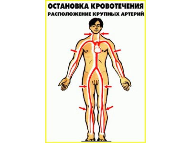 Расположение крупных артерий